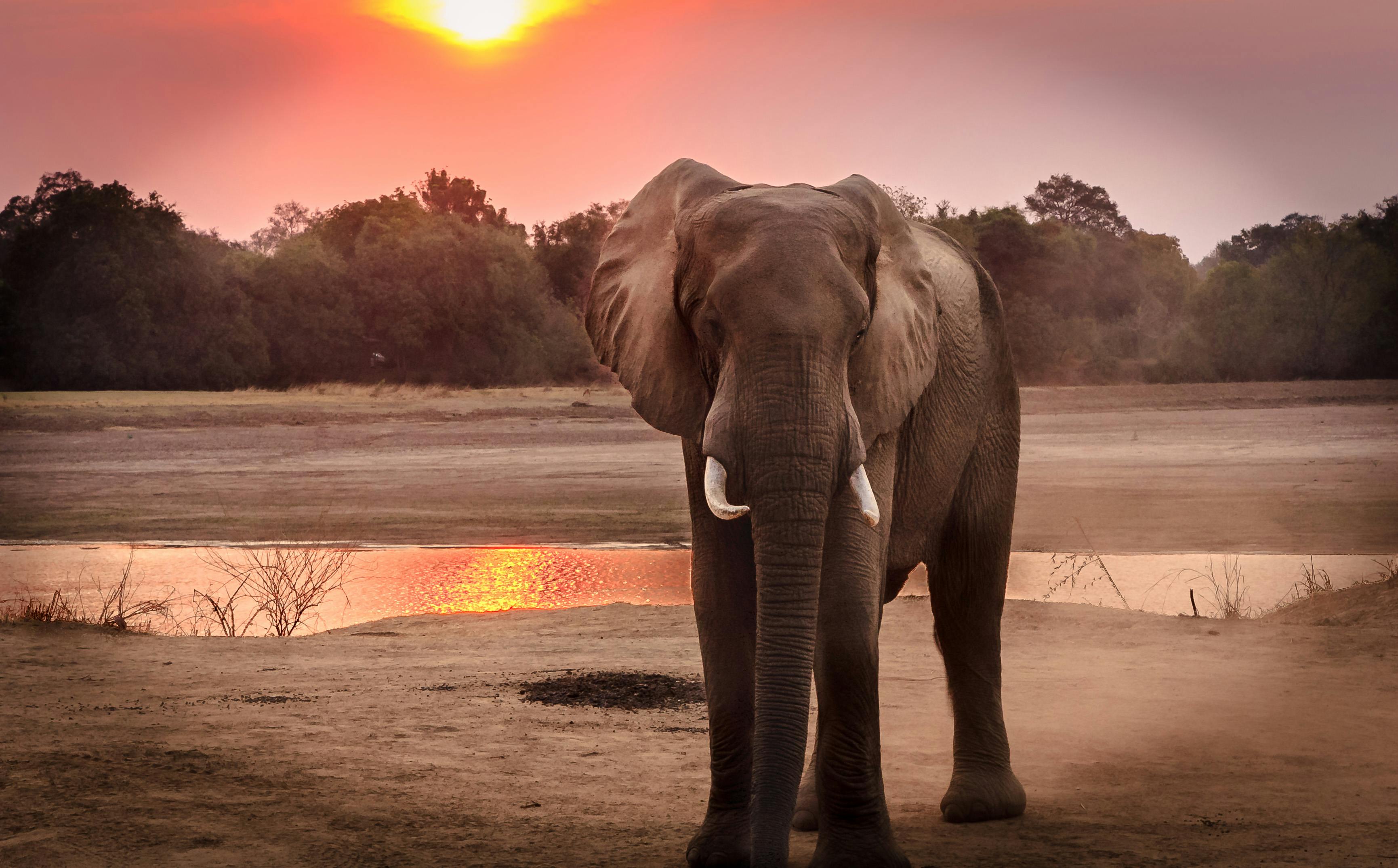 Elephants at Sunset