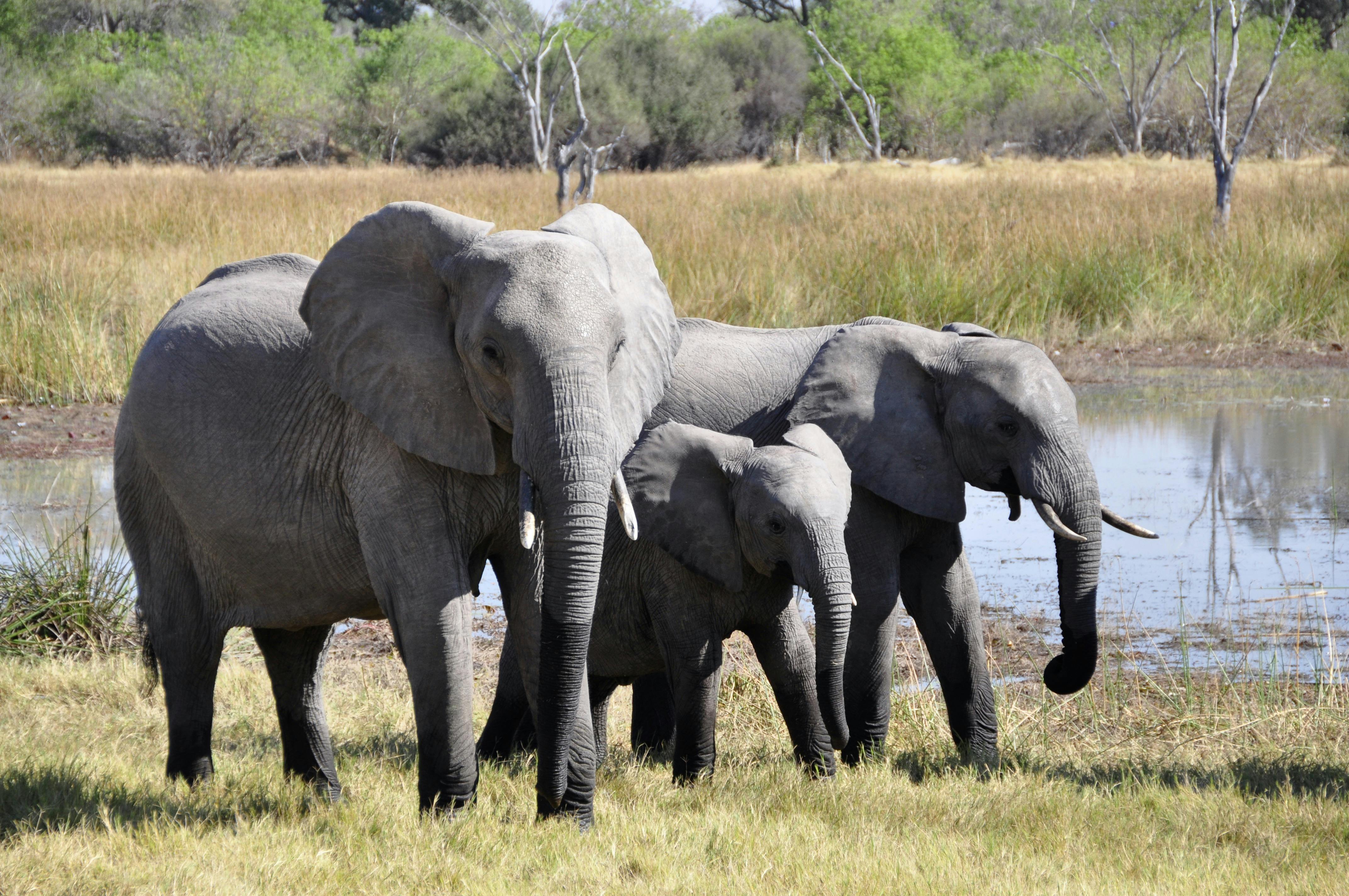Amboseli Savannah