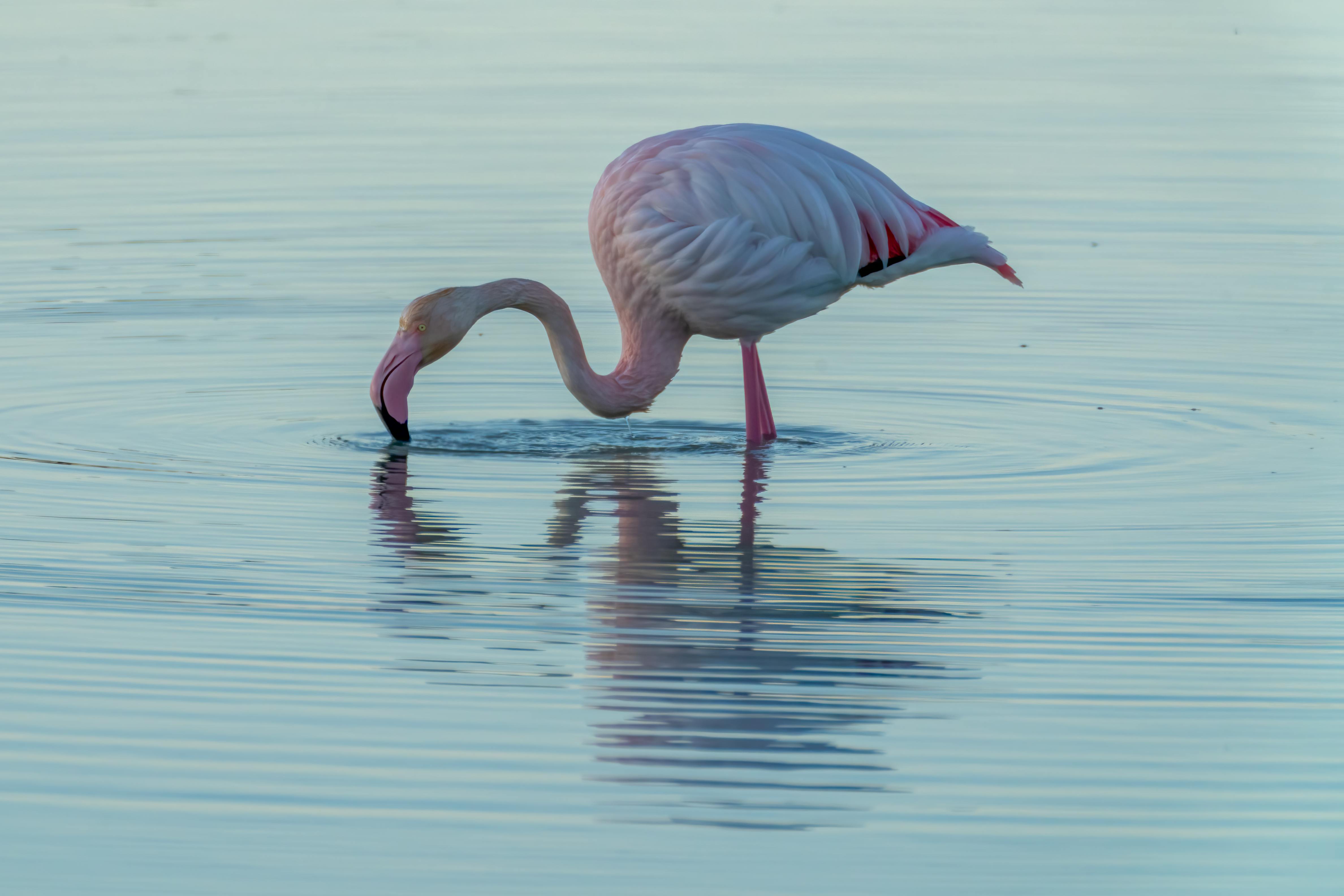 Lake Naivasha